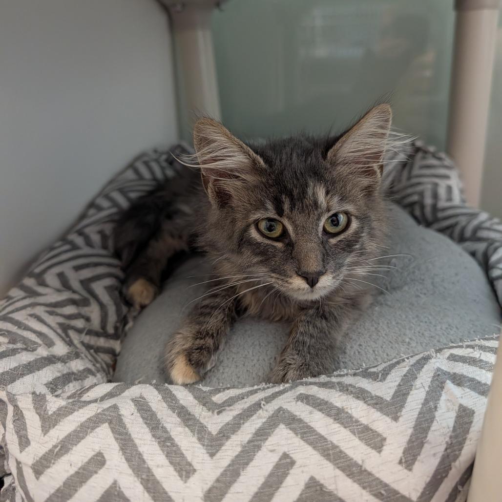 Enlarge Yoshi, a Adoptable Domestic Medium Hair in Saint Cloud, MN image 3/5