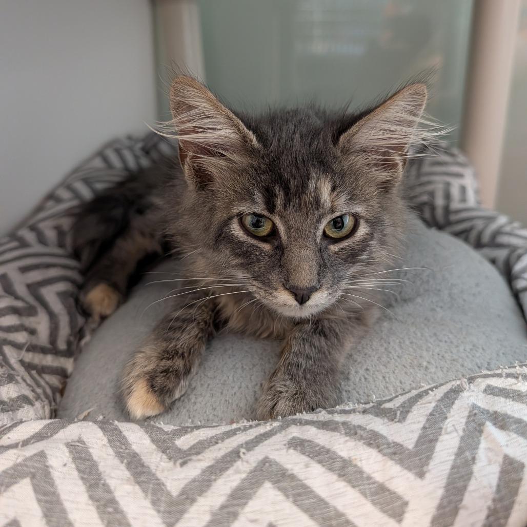 Enlarge Yoshi, a Adoptable Domestic Medium Hair in Saint Cloud, MN image 4/5