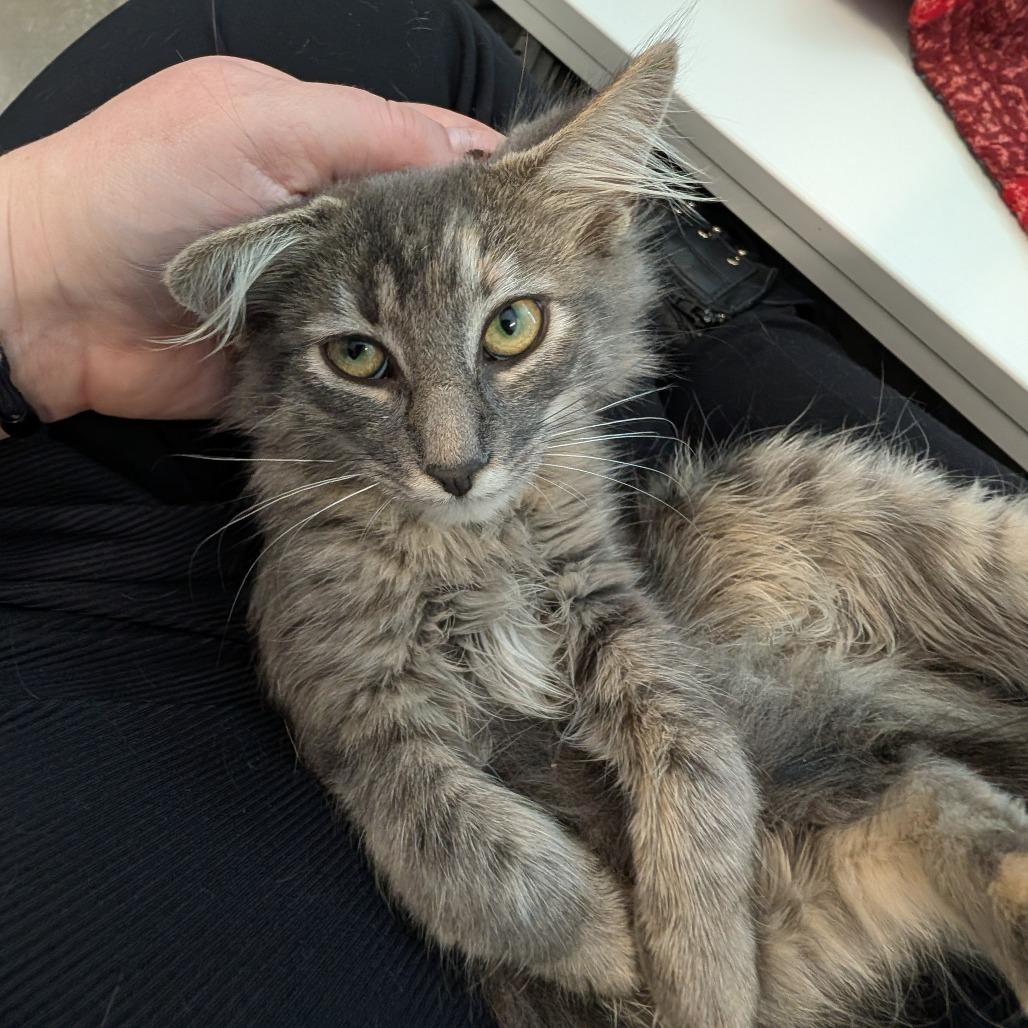 Enlarge Yoshi, a Adoptable Domestic Medium Hair in Saint Cloud, MN image 5/5