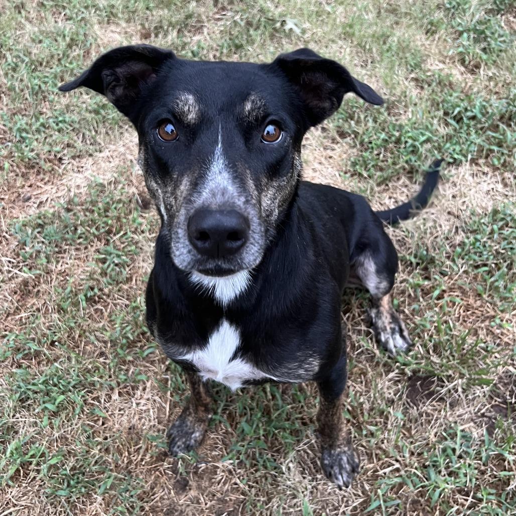 Lorelai, Adoptable, Adult Female Shepherd & Cattle Dog.