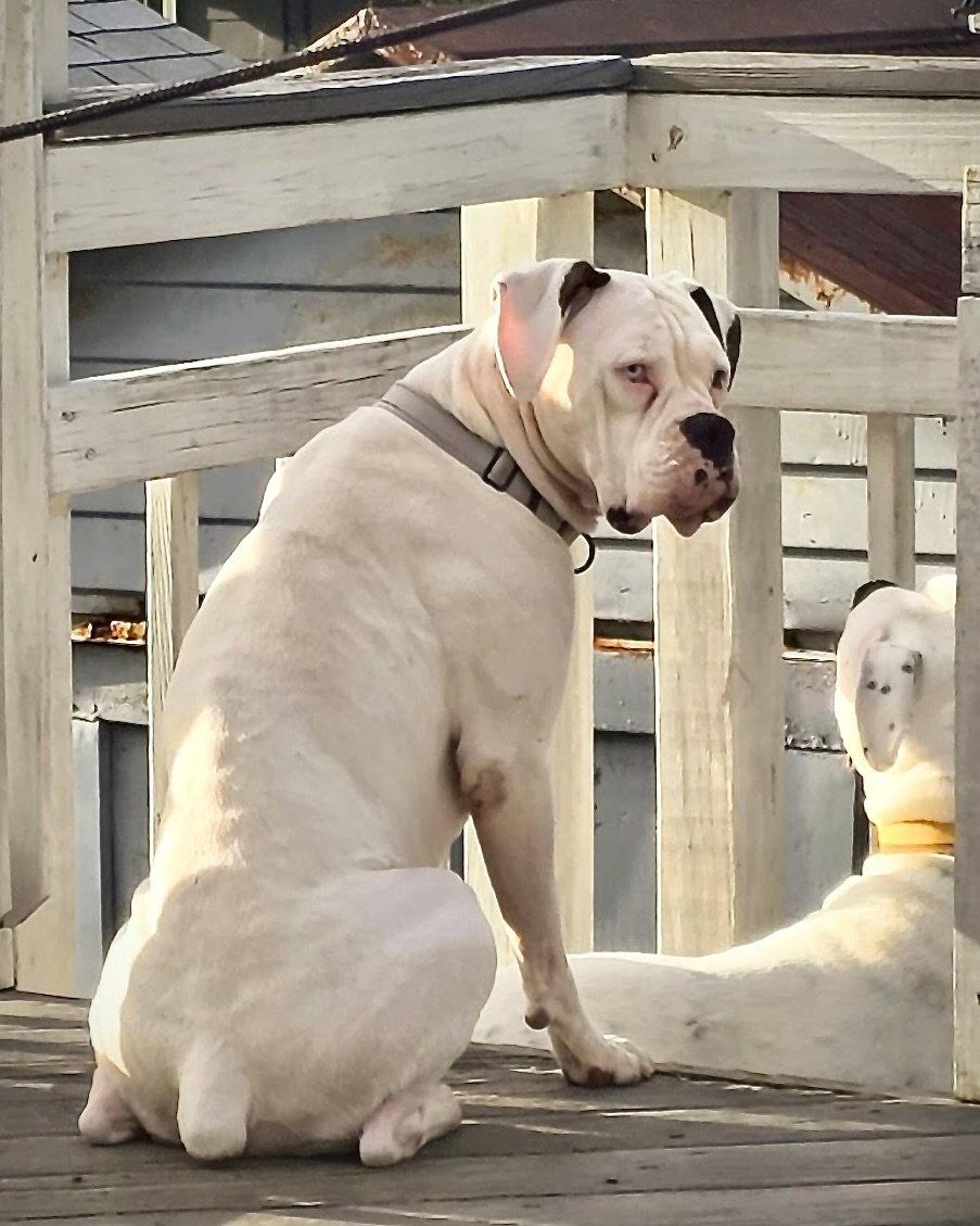 Cincy - Columbia, Adoptable, Adult Female Boxer.