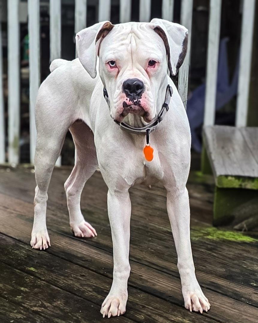Enlarge Cincy - Columbia, a Adoptable Boxer in Monticello, NY image 2/3