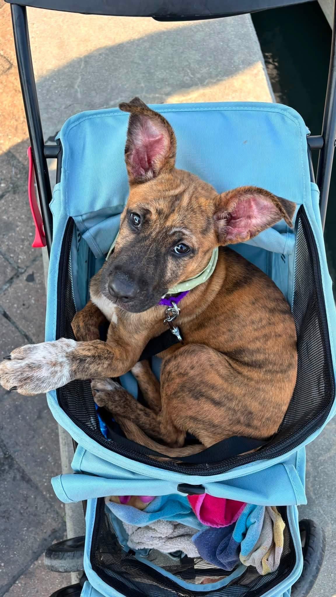Hazel, adopted, Puppy Female Mixed Breed.