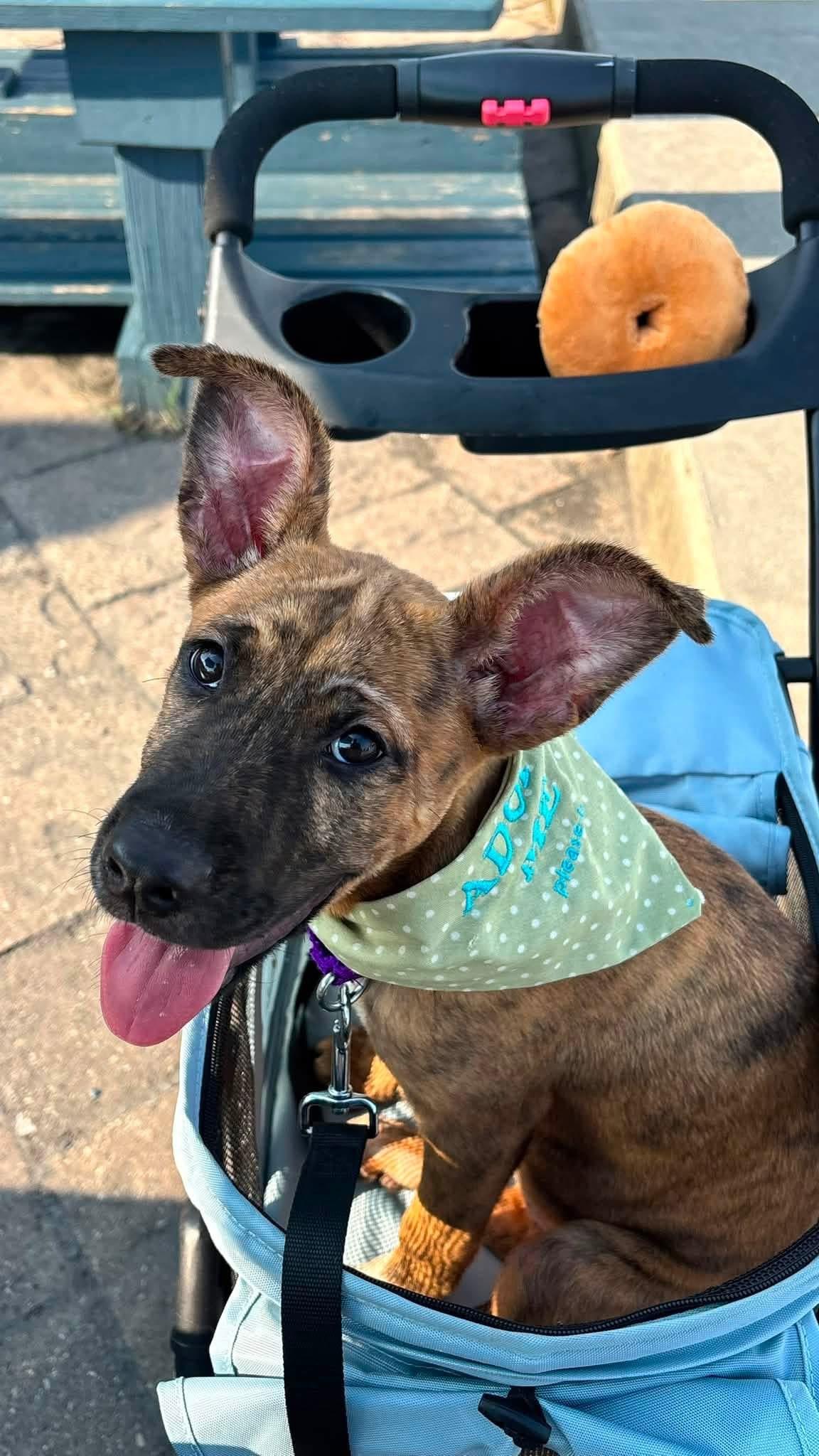 Hazel, an adopted Mixed Breed in Myrtle Beach, SC image 2/4