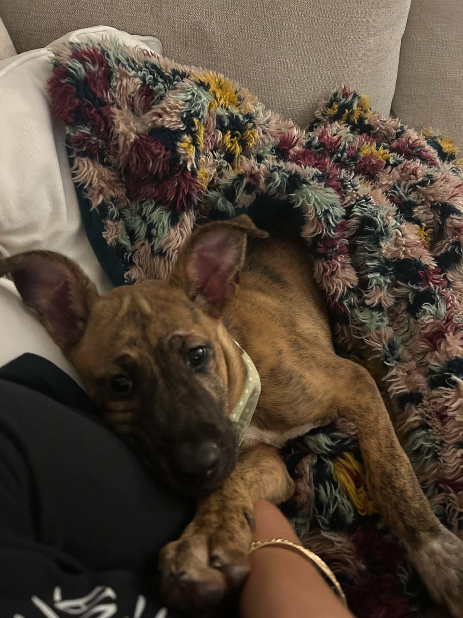 Hazel, an adopted Mixed Breed in Myrtle Beach, SC image 3/4