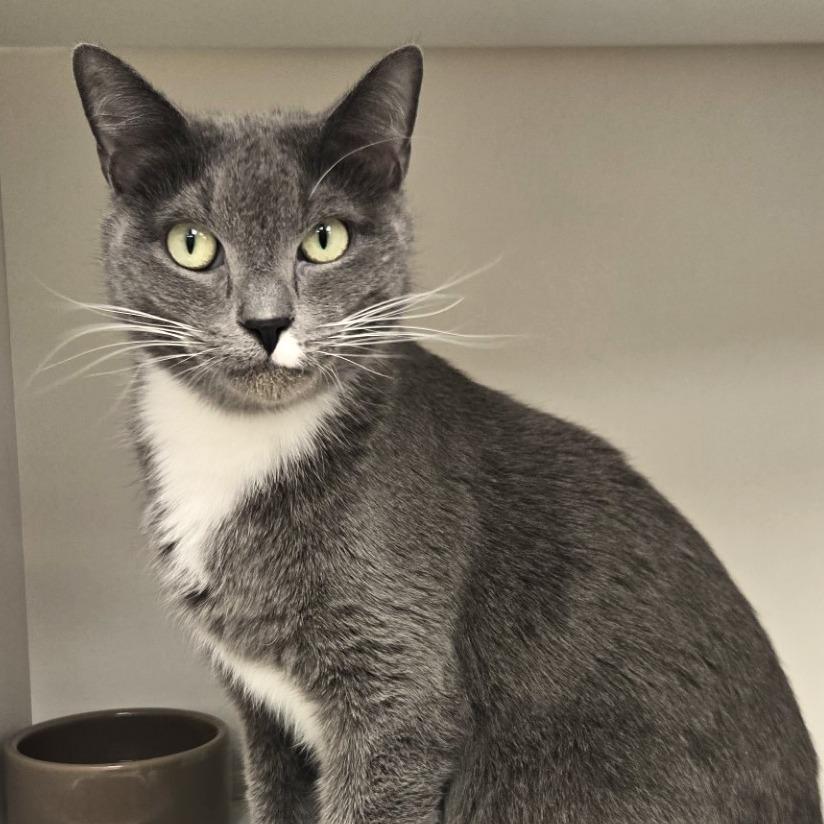 Zorro — thumbnail 2