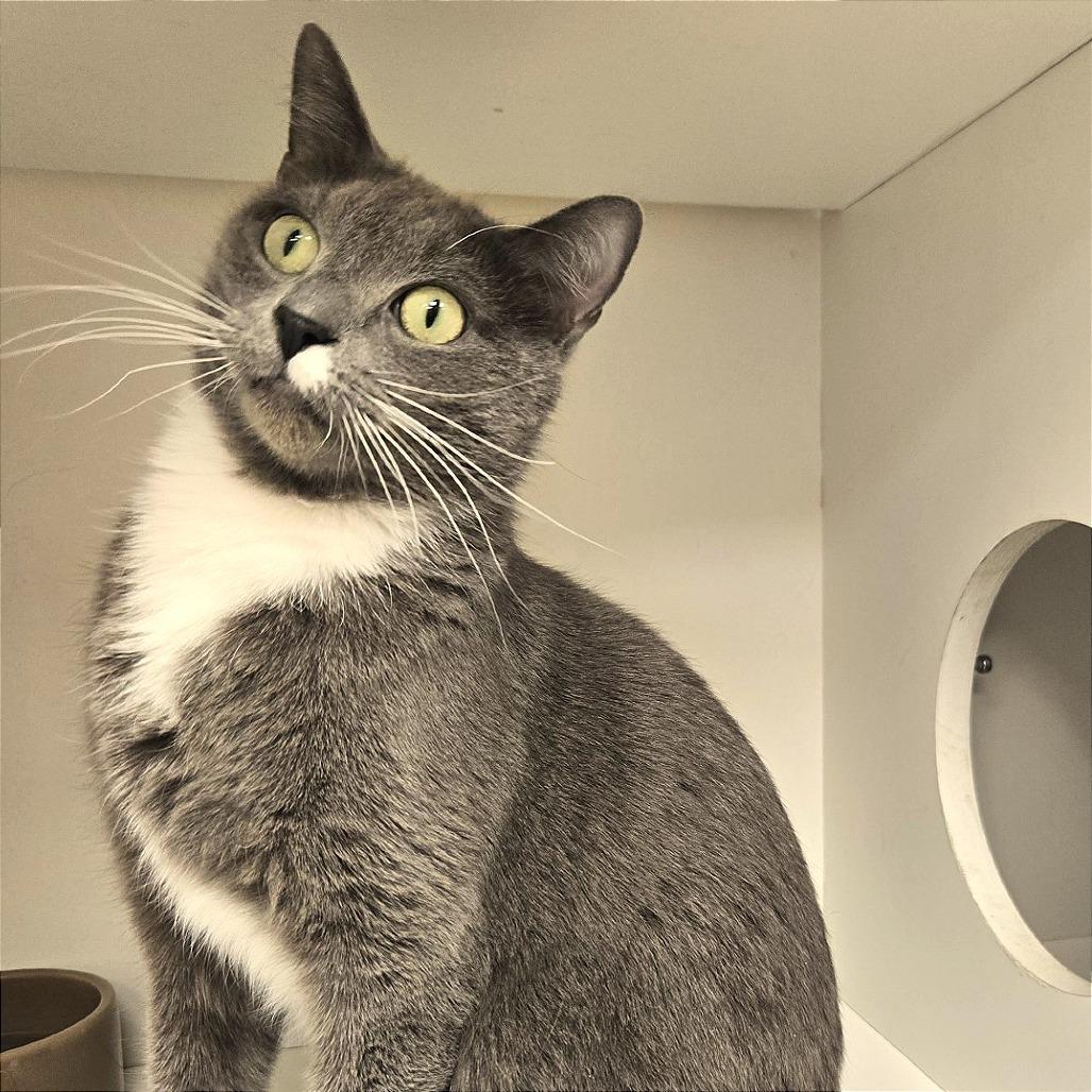 Zorro — thumbnail 3