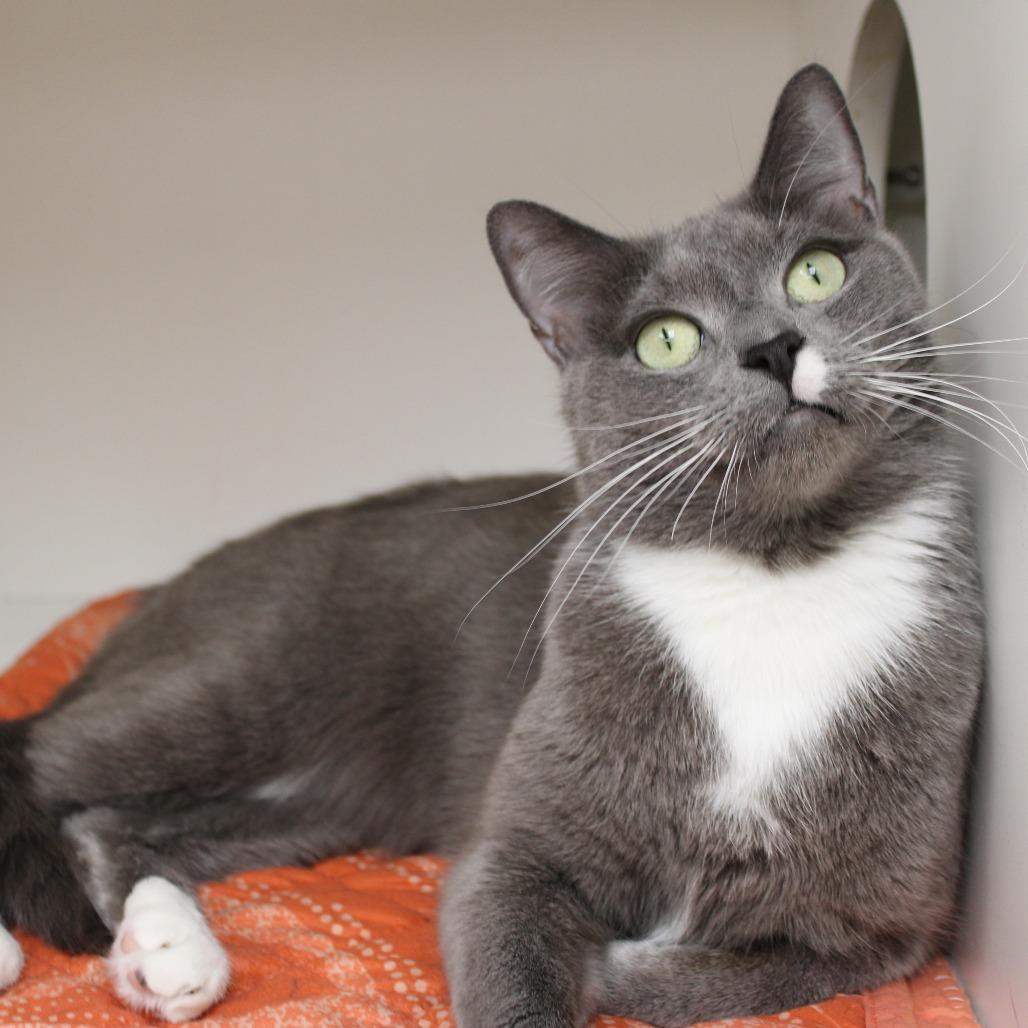 Zorro — thumbnail 4