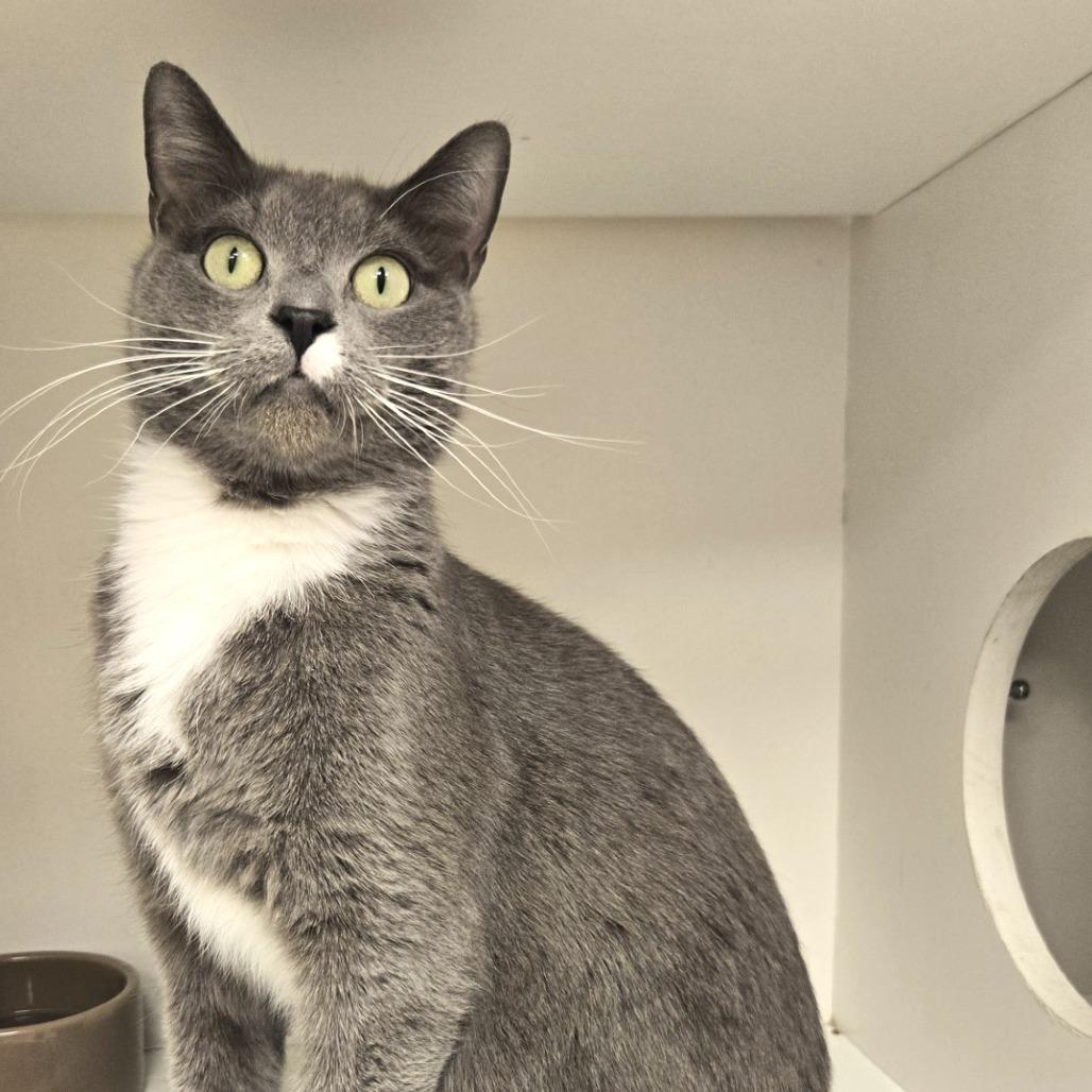 Zorro — thumbnail 5