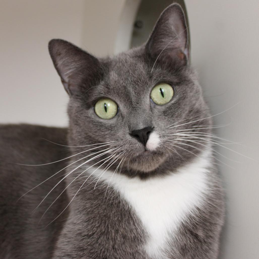 Zorro — thumbnail 6