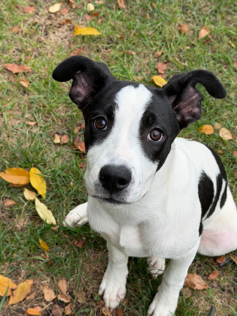 Flower, Adopted, Young Female Mixed Breed.