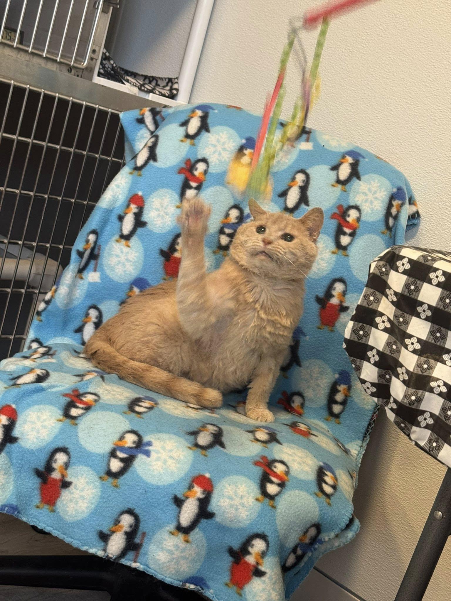 Enlarge Garfield - At Adoption Center, a Adopted Domestic Short Hair in Frankfort, IL image 3/5