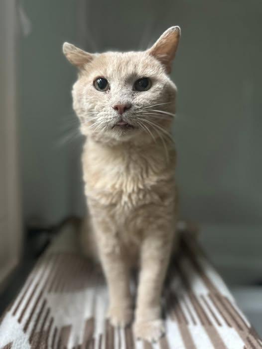 Enlarge Garfield - At Adoption Center, a Adopted Domestic Short Hair in Frankfort, IL image 1/5
