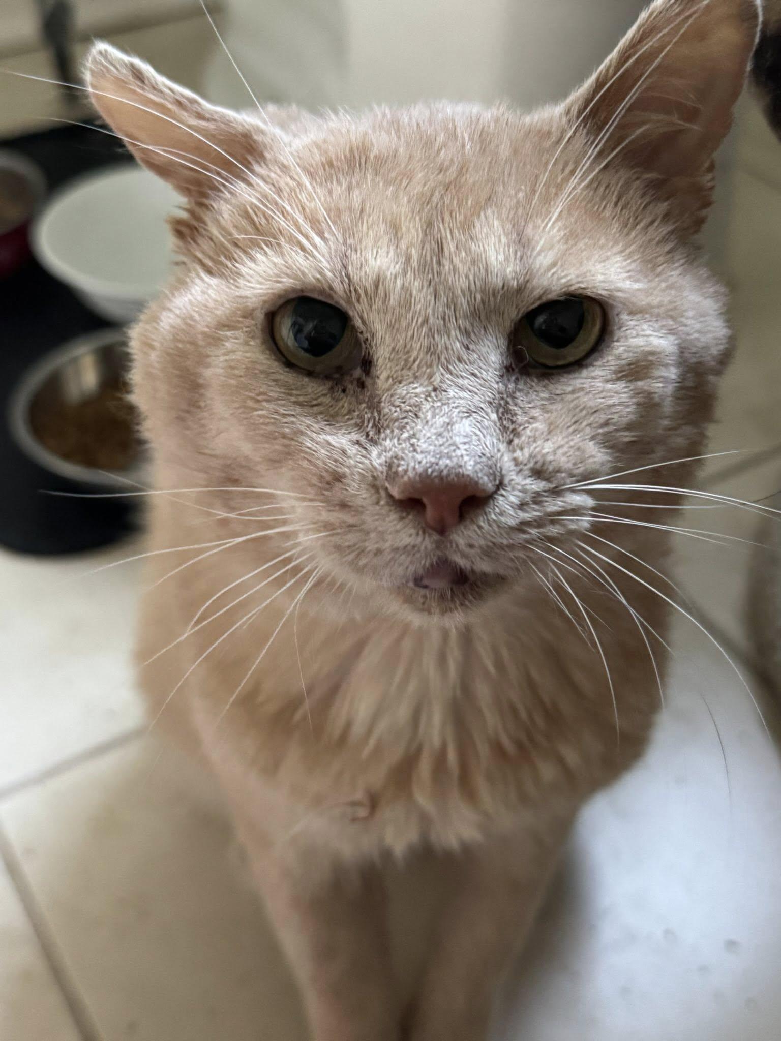 Enlarge Garfield - At Adoption Center, a Adopted Domestic Short Hair in Frankfort, IL image 2/5