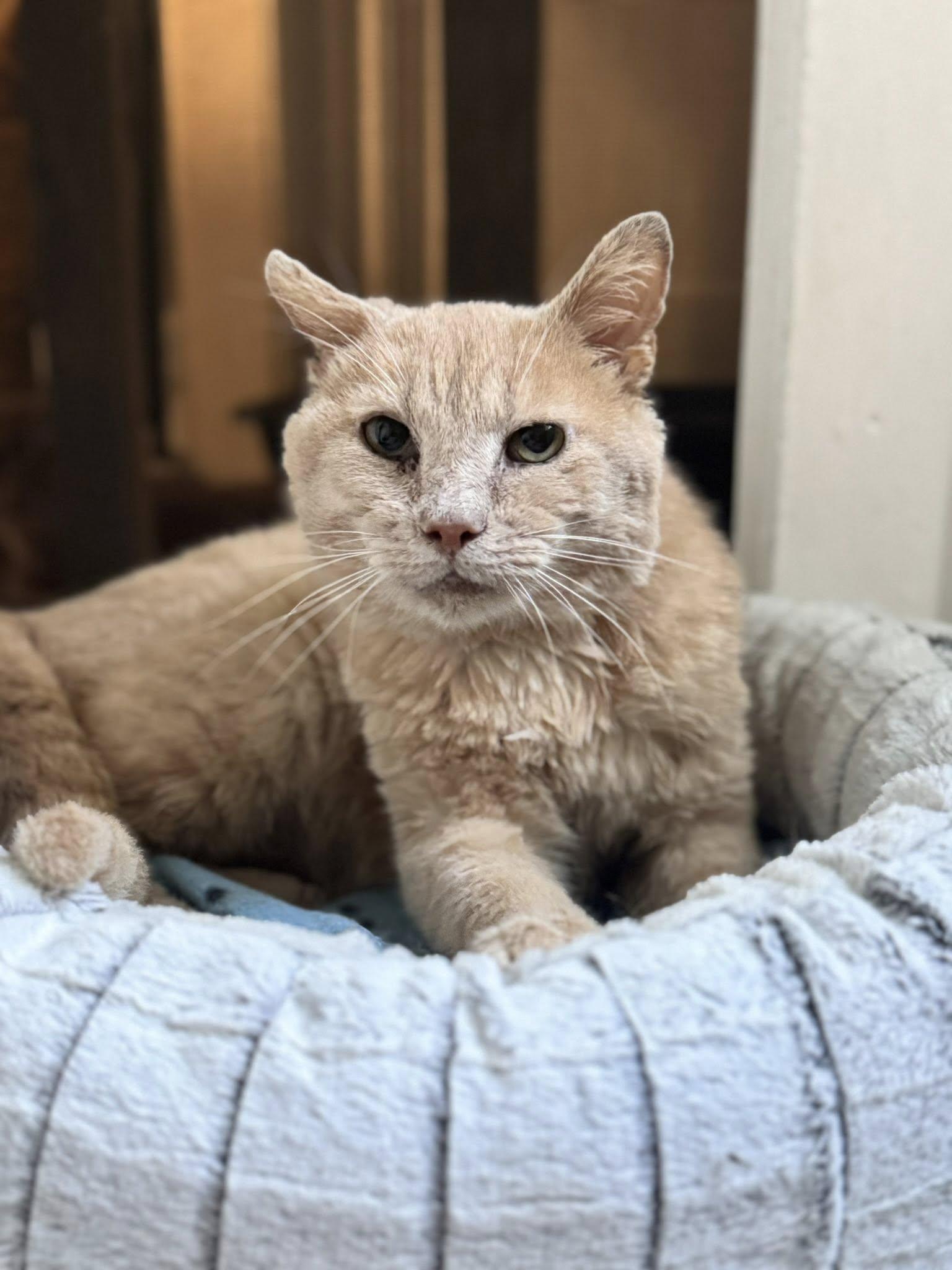 Enlarge Garfield - At Adoption Center, a Adopted Domestic Short Hair in Frankfort, IL image 4/5