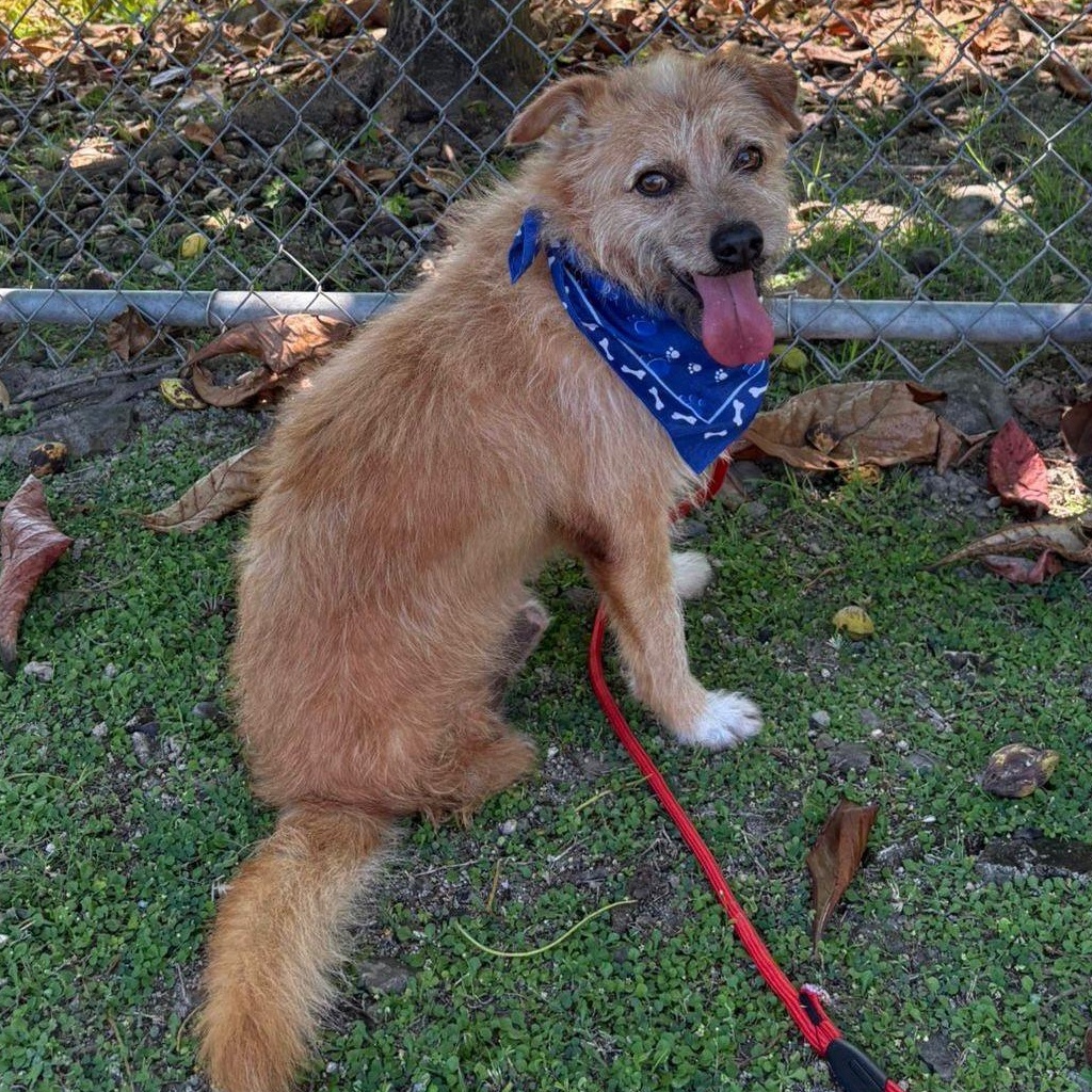 Benji