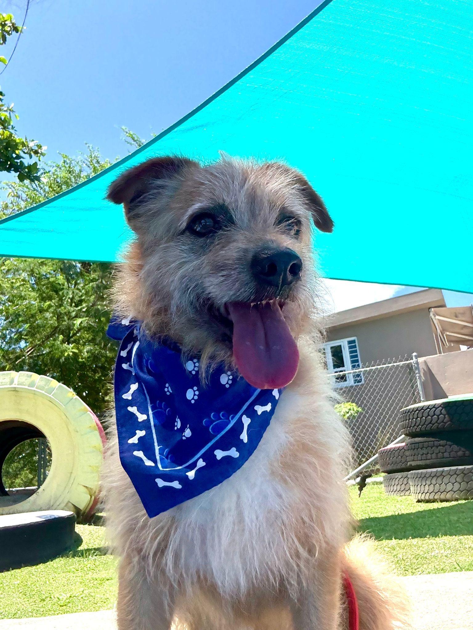 Benji