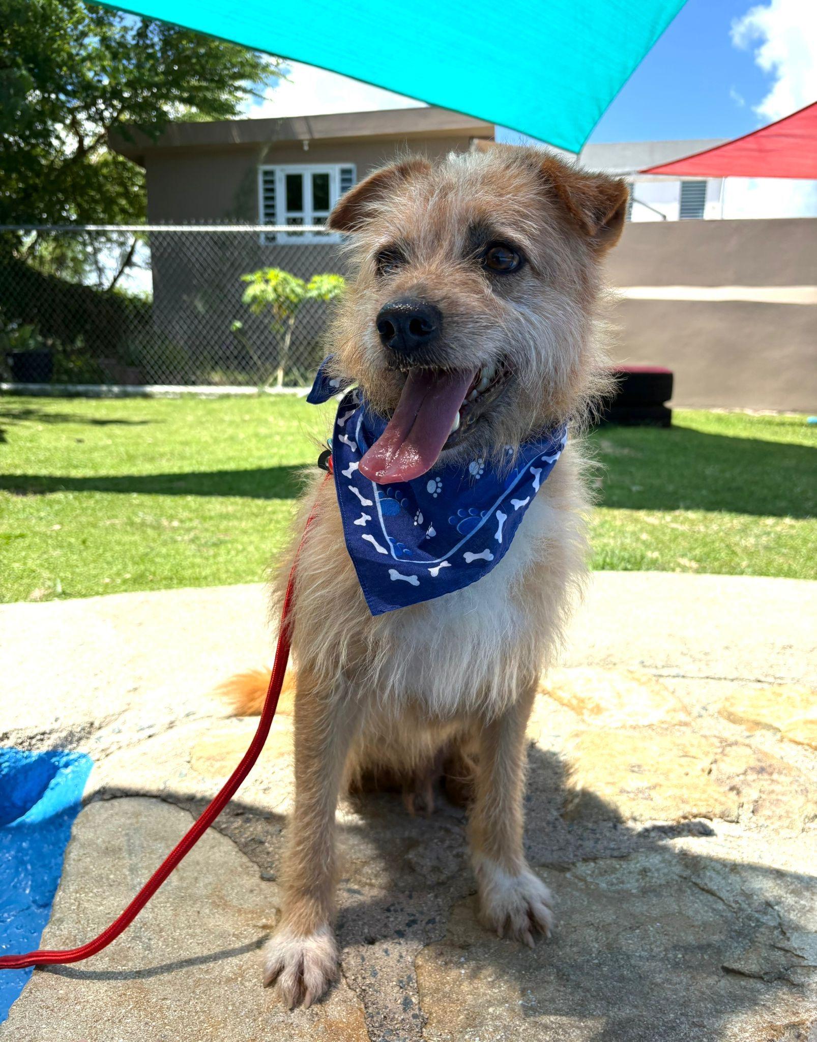 Benji