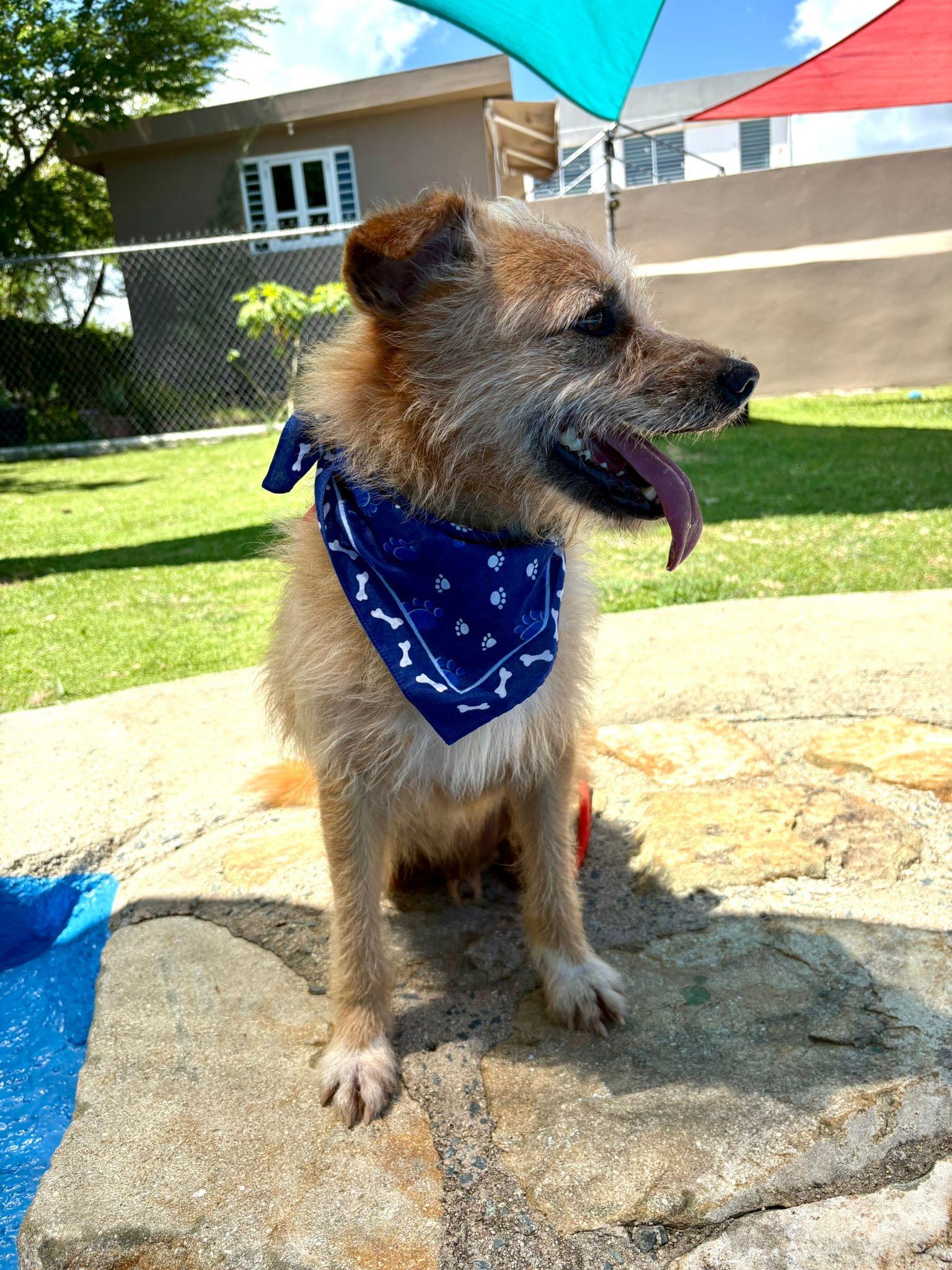 Benji