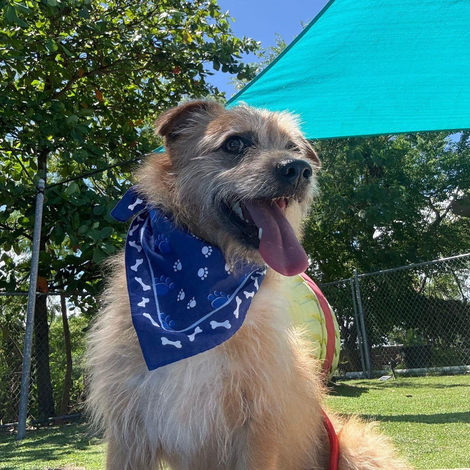 Benji