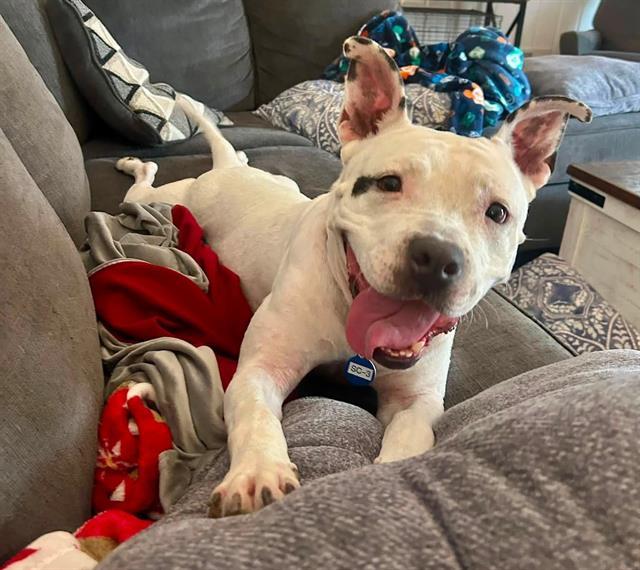 BETTY, Adoptable, Young Female Mixed Breed.