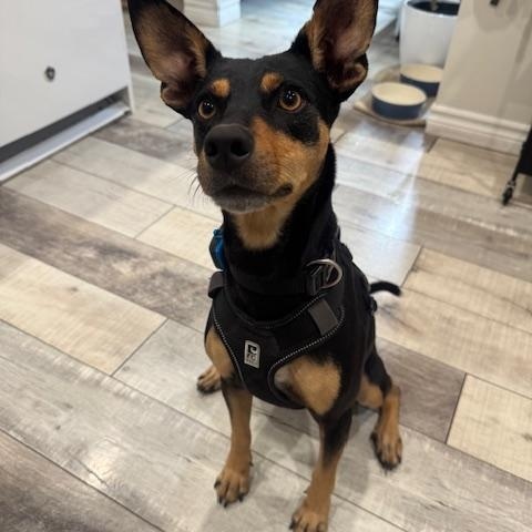 Enlarge Lacey, a Adoptable mixed breed in Ajax, ON image 3/5