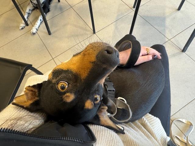 Enlarge Lacey, a Adoptable mixed breed in Ajax, ON image 2/5