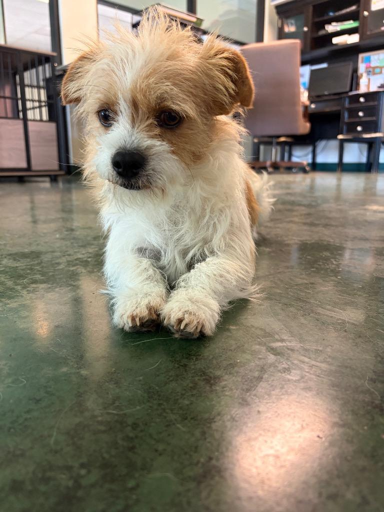 Yeti, Adoptable, Young Male Terrier.