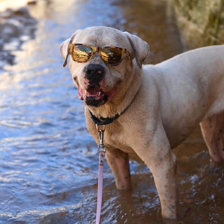 Optimus — thumbnail 2