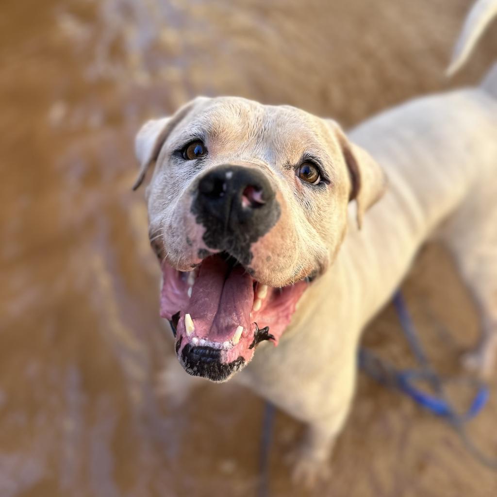 Optimus — thumbnail 3