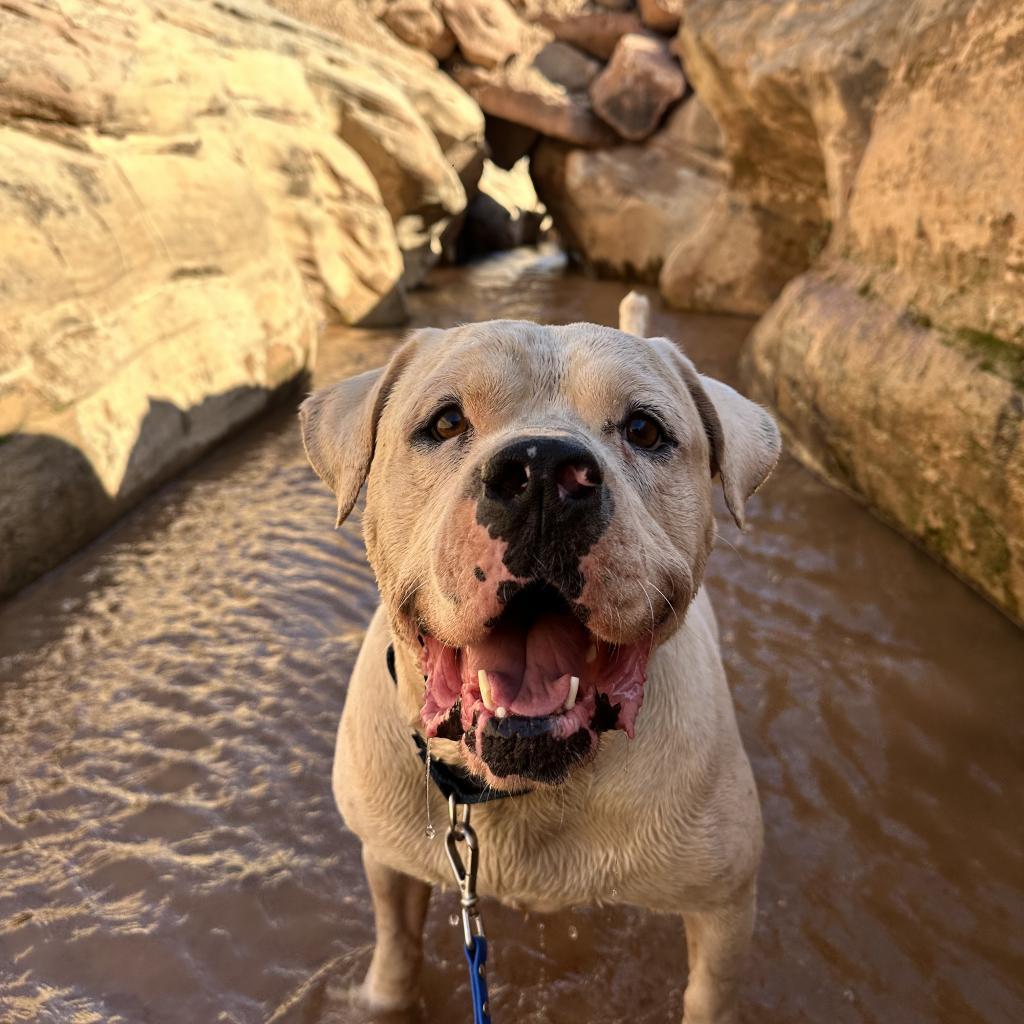 Optimus — thumbnail 4