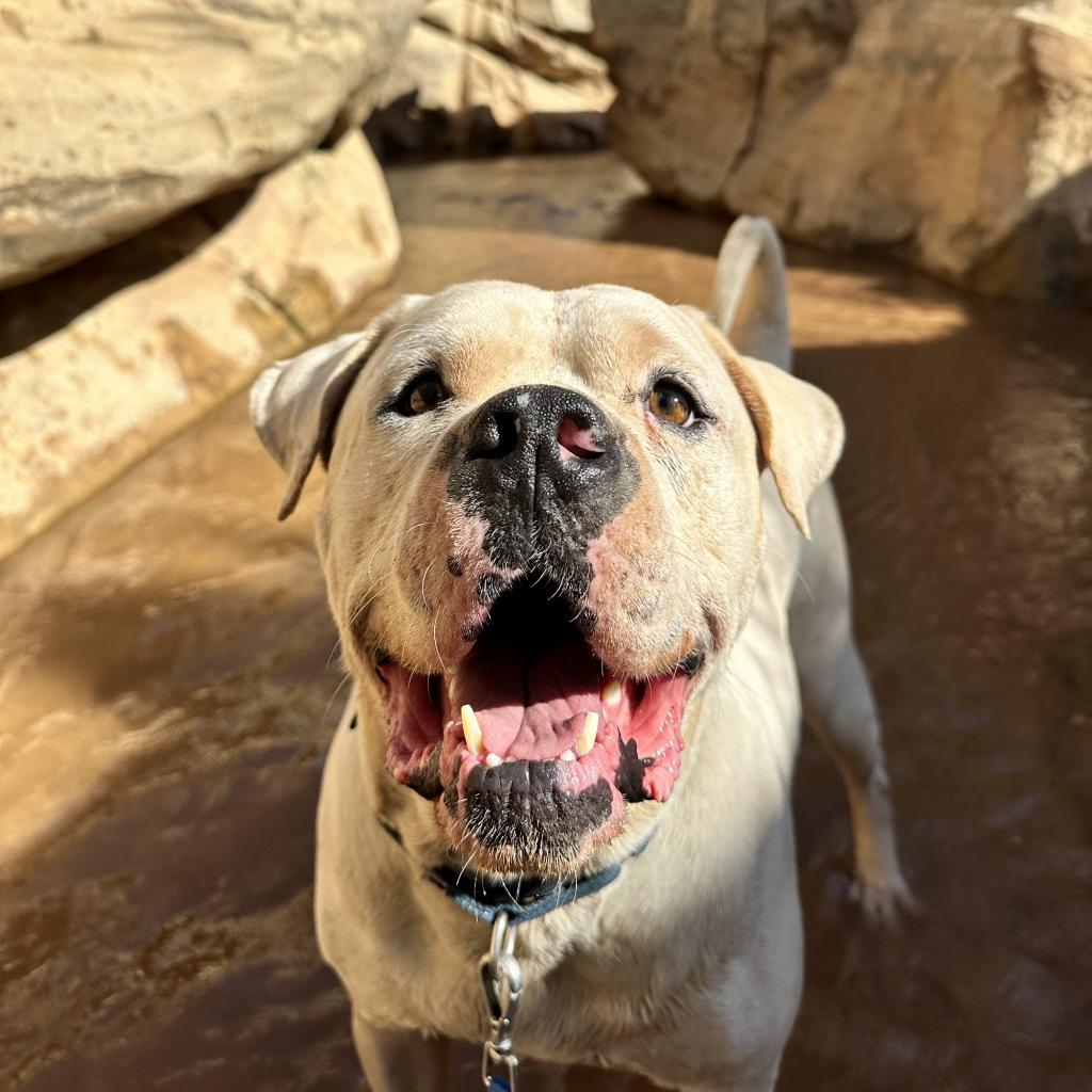 Optimus — thumbnail 5