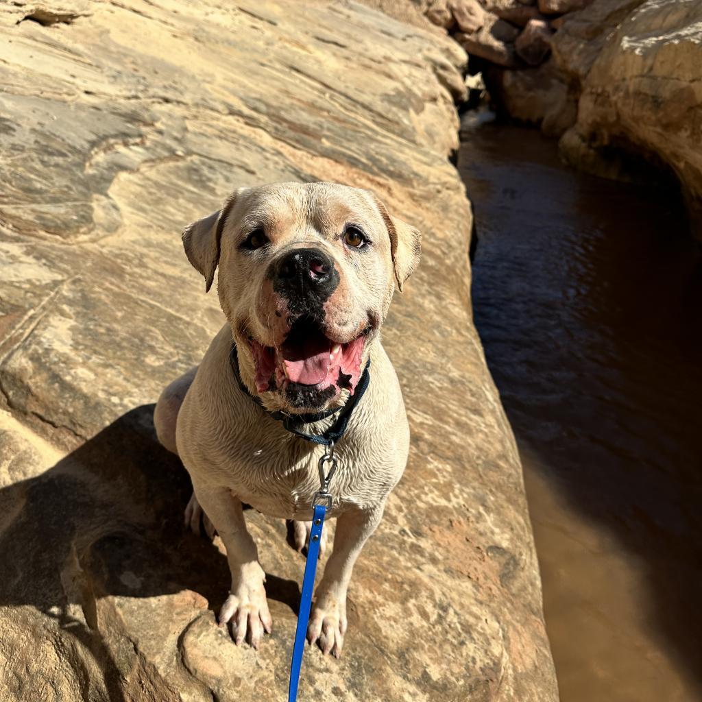 Optimus — thumbnail 6