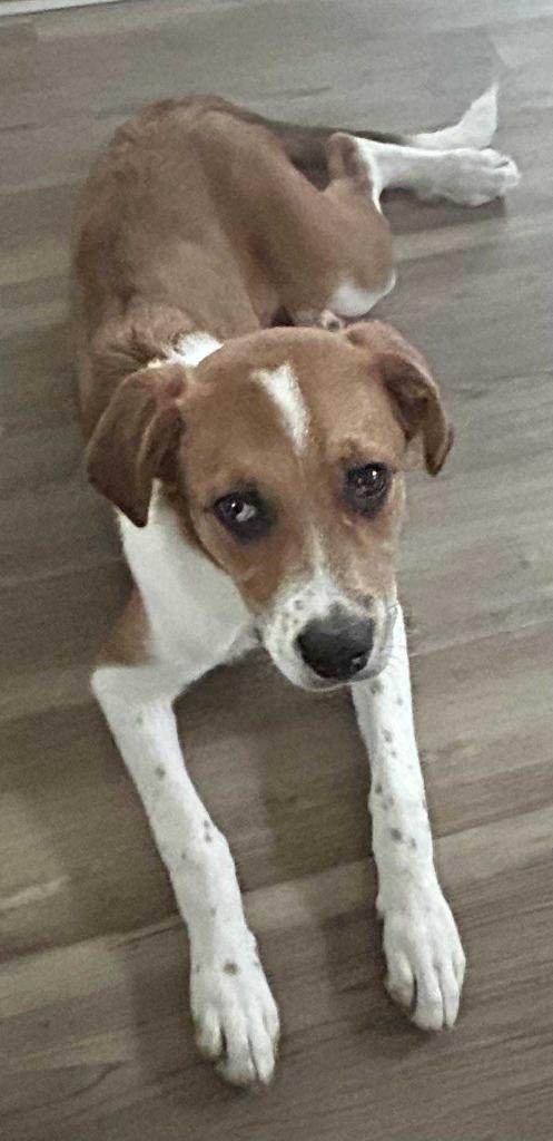 Enlarge Arizona $500, a Adoptable mixed breed in Milwaukee, WI image 1/5