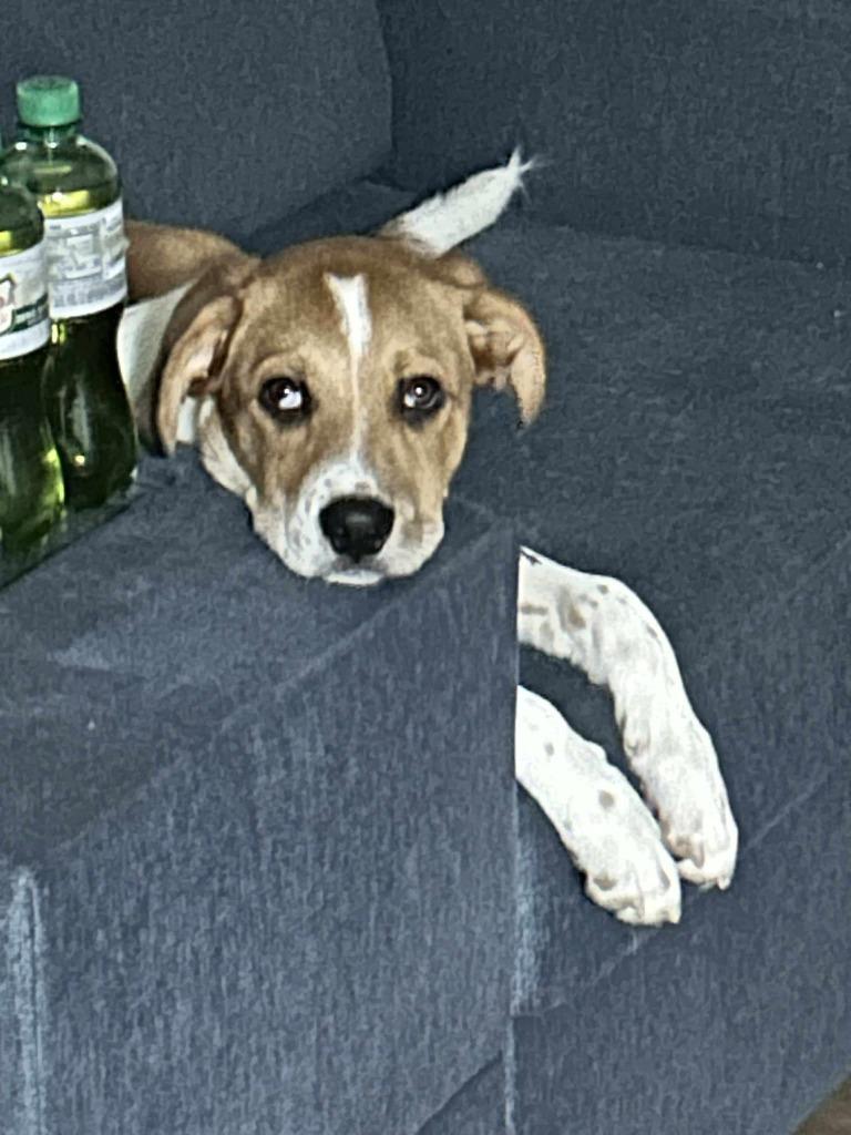 Enlarge Arizona $500, a Adoptable mixed breed in Milwaukee, WI image 2/5