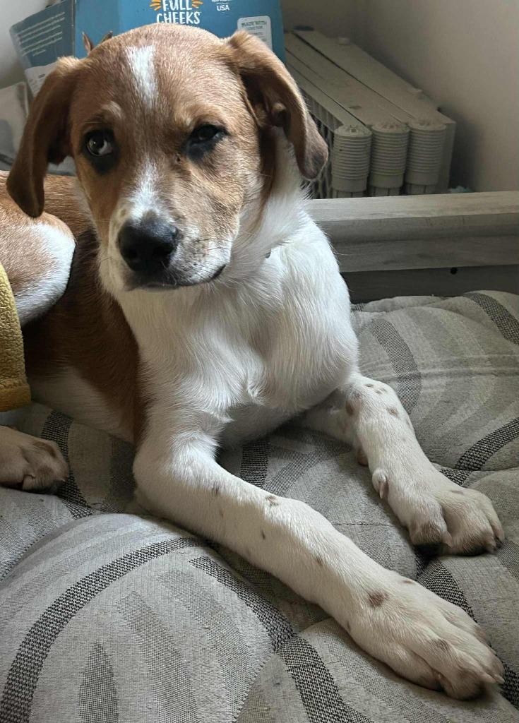 Enlarge Arizona $500, a Adoptable mixed breed in Milwaukee, WI image 3/5