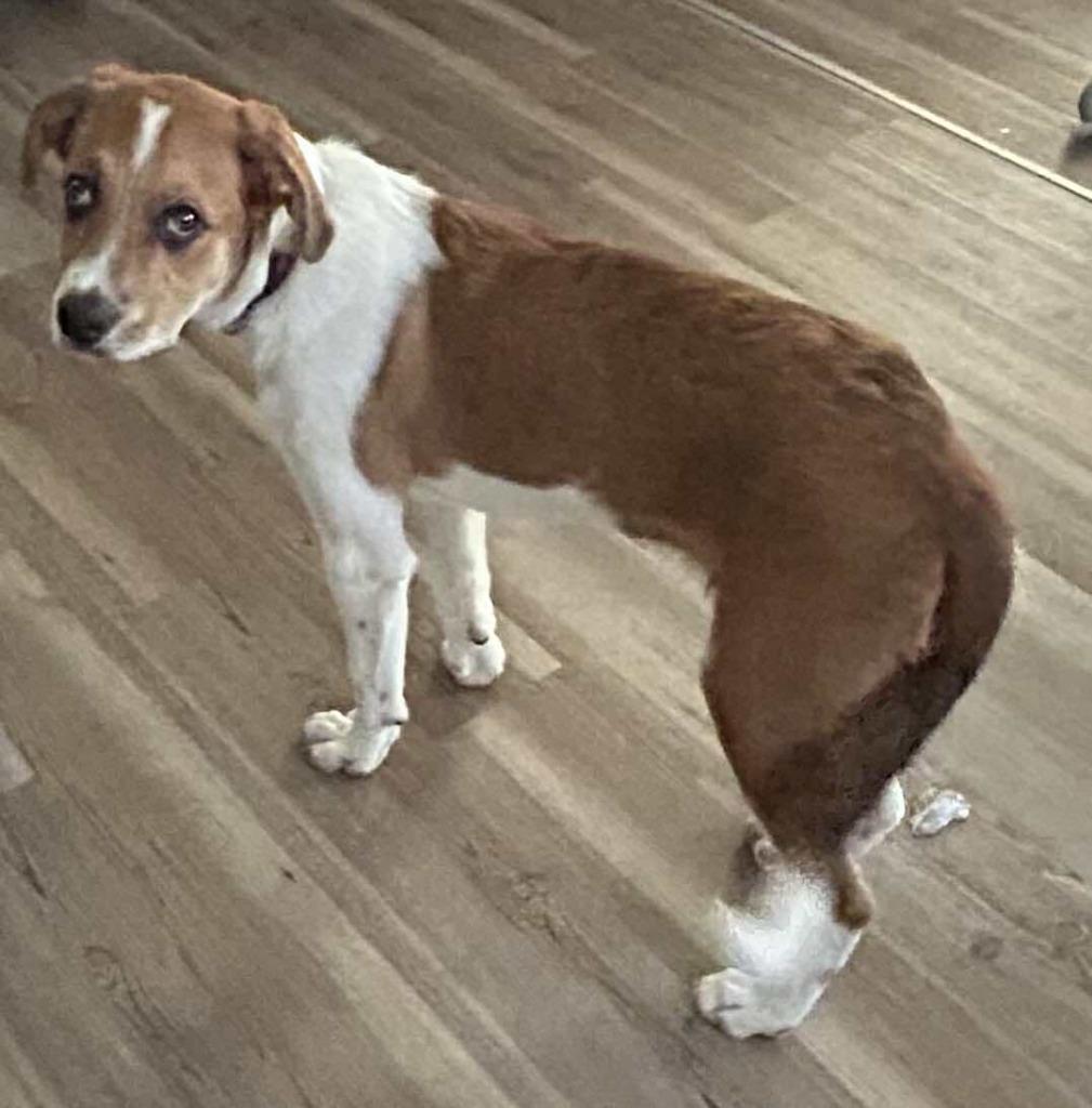 Enlarge Arizona $500, a Adoptable mixed breed in Milwaukee, WI image 4/5