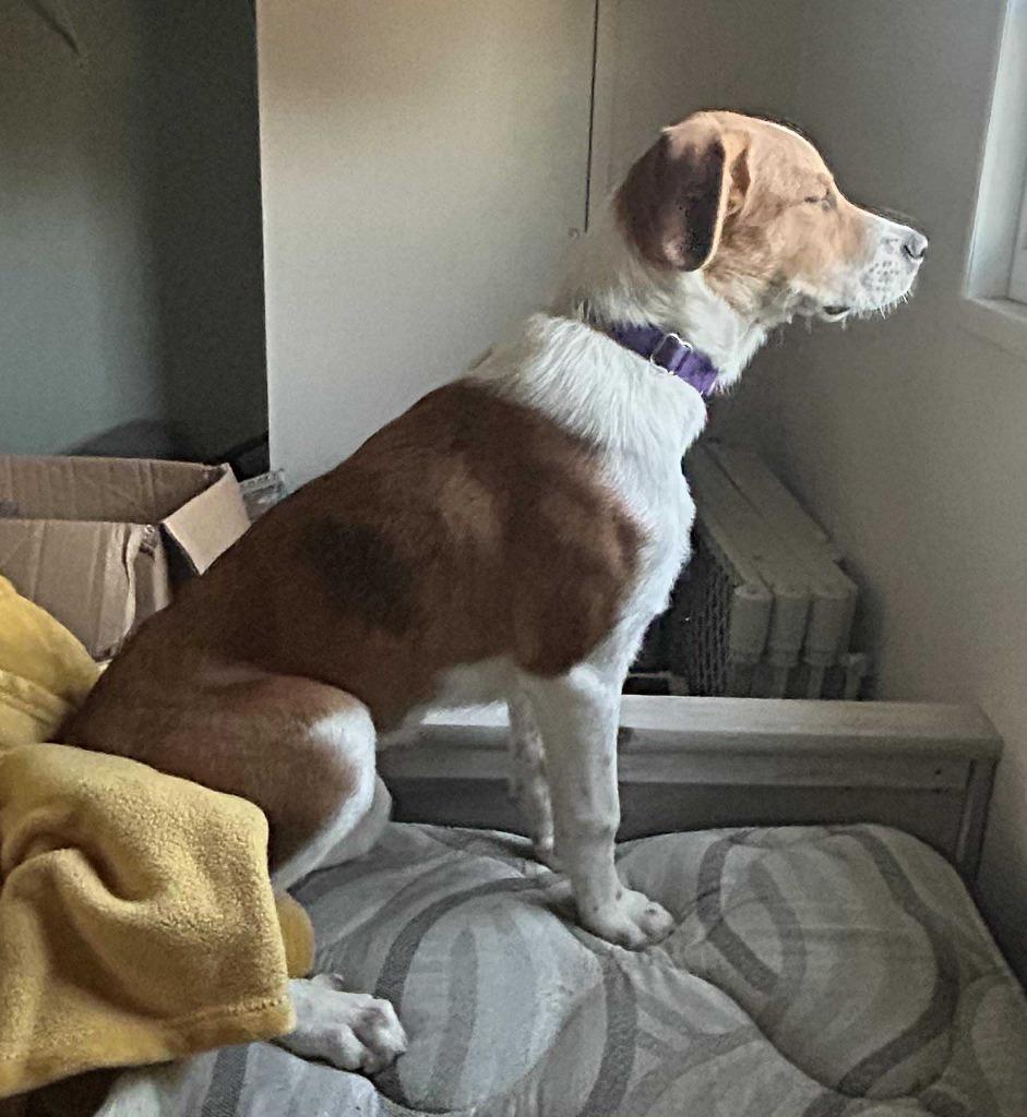 Enlarge Arizona $500, a Adoptable mixed breed in Milwaukee, WI image 5/5