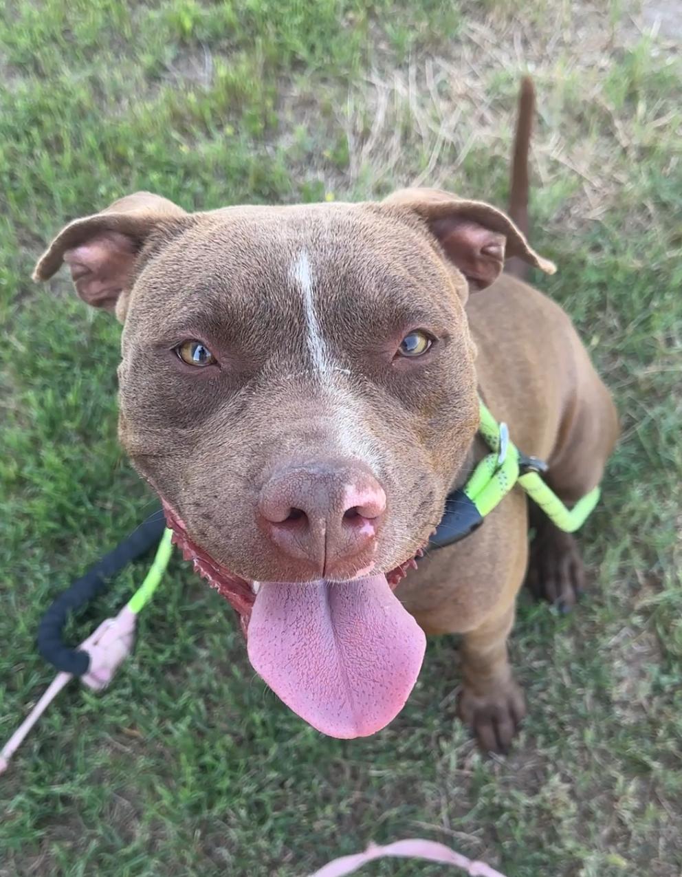 Luke, Adoptable, Young Male American Staffordshire Terrier.