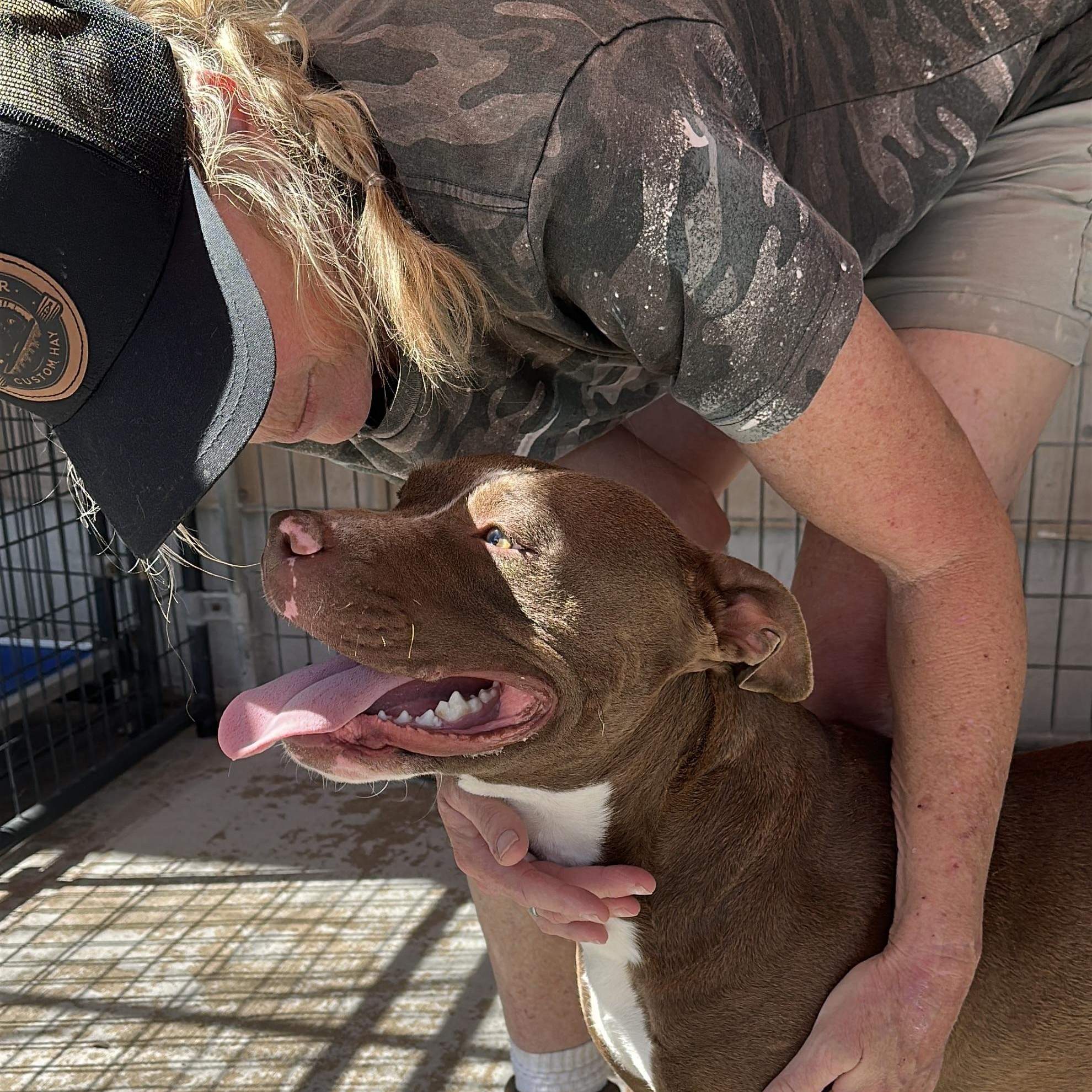 Enlarge Luke, a Adoptable mixed breed in Gonzales, TX image 5/5