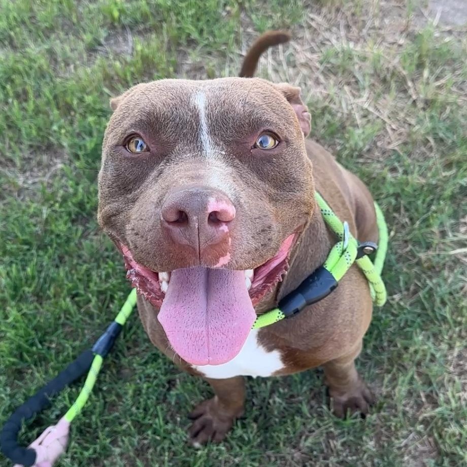 Enlarge Luke, a Adoptable mixed breed in Gonzales, TX image 1/5