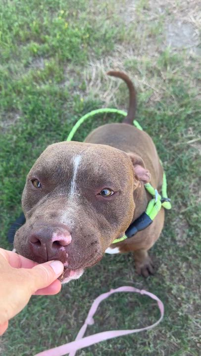 Enlarge Luke, a Adoptable mixed breed in Gonzales, TX video 3/5