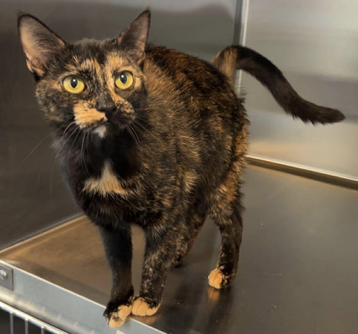 Enlarge Tiki, a ADOPTABLE Domestic Short Hair in Lincoln, MI image 1/1