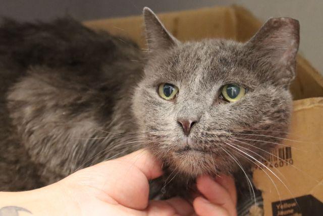 Enlarge JUDAS, a Adoptable Russian Blue in Tucson, AZ image 1/1