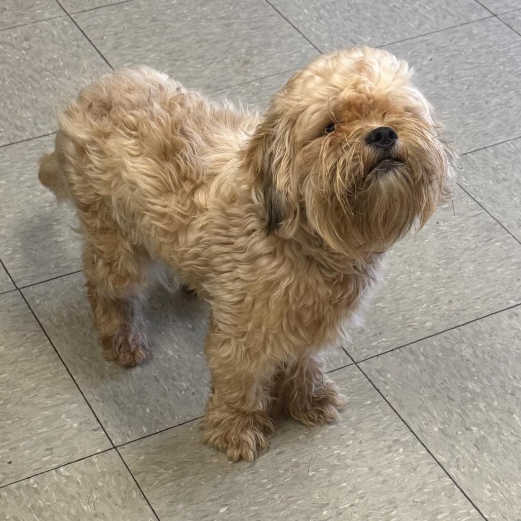Dogs & Puppies for Adoption in Port Vincent, LA | Petfinder