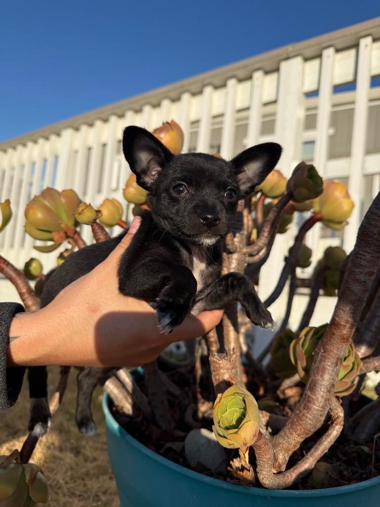 Enlarge Rex, a Adoptable mixed breed in Vacaville, CA image 1/1