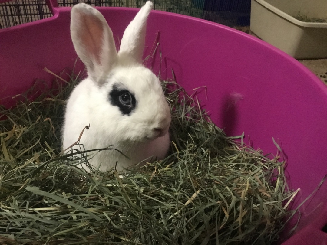 Gatsby, Adoptable, Adult Male Hotot.