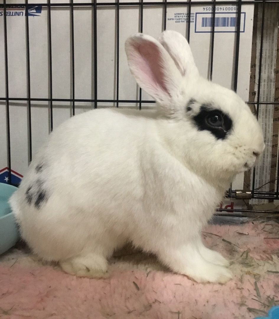 Gatsby, Adult Male unknown