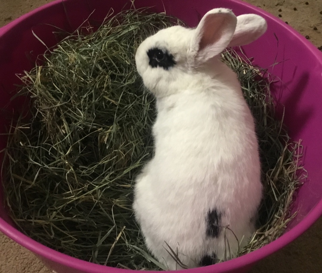 Gatsby, a Adoptable mixed breed in Lake Elsinore, CA image 3/10