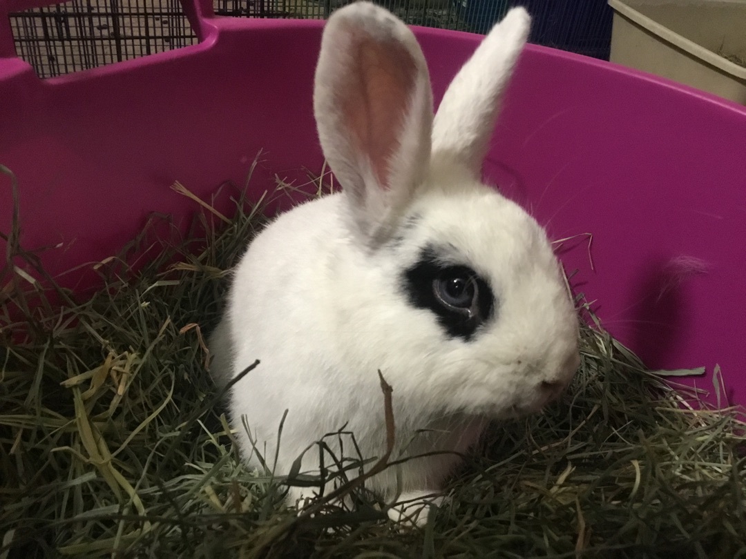 Gatsby, a Adoptable mixed breed in Lake Elsinore, CA image 5/10